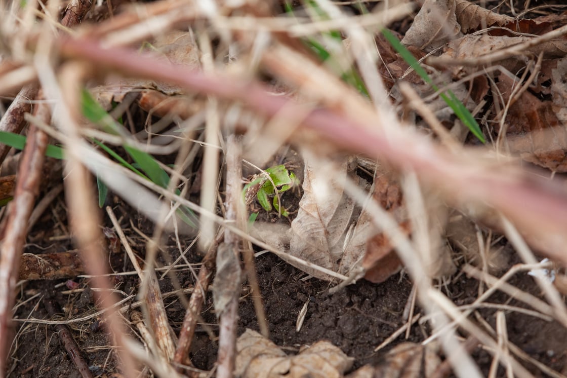 Treefrog at rootednw