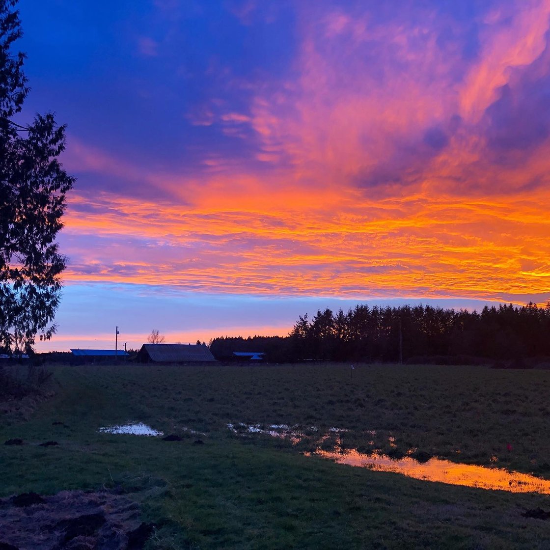 sunriseRooted